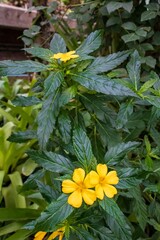 Sticker - Vertical shot of three yellow Damiana flowers