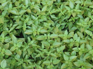 Canvas Print - Horizontal shot of growing green mint leaves