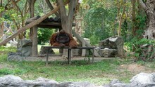 Urangutan Pongo Pygmaeus With Cheek Pad Resting Relaxing In Park