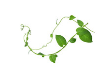 Twisted  Vines  Leaf With Heart Shaped Green Leaves Isolated On White Background, Clipping Path Included. Floral Desaign. HD Image And Large Resolution. Can Be Used As Wallpaper