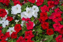 A Red And White Petunias. Beautiful Close Up Of A Red And White  Wild Petunia. Very Beautiful Bright, Colorful, Blooming Petunias With Green Leaves On The Background