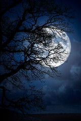 Wall Mural - the silhouette of a spooky bare branch halloween tree against a winter blue night sky with a glowing
