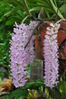 bunches of purple orchid flowers hanging down naturally