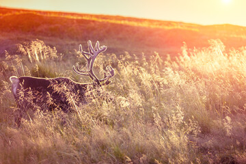 Silhouette of a deer standing in tall grass at sunset