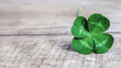 four leaf clover on gray background, real authentic green shamrock with four leaves on old grey wood