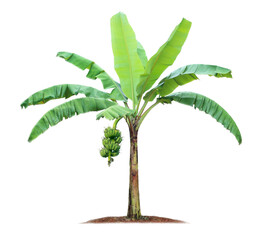 banana tree isolated on white background with clipping paths for garden design