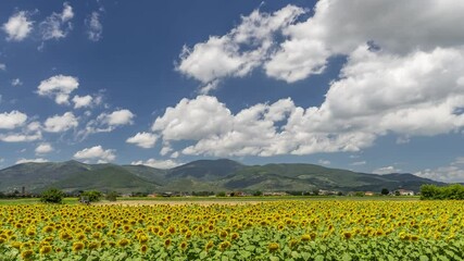 Wall Mural - Beautiful Tuscan summer landscape near Pisa, Italy, with sunflowers, countryside and mountains in the background, with clouds in time lapse motion