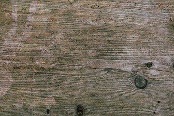 Canvas Print - Closeup shot of wooden texture of a tree