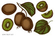 Vector set of hand drawn colored kiwi fruit