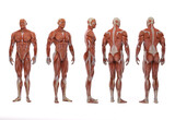 Fototapeta  - 3D Render :a  standing male body illustration with muscle tissues display