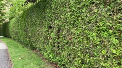 Wall Mural - Green fence built from trees. Outdoor landscape. Security and privacy concept. Vancouver. Canada.