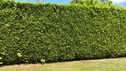 Wall Mural - Green fence built from trees. Outdoor landscape. Security and privacy concept. Vancouver. Canada.