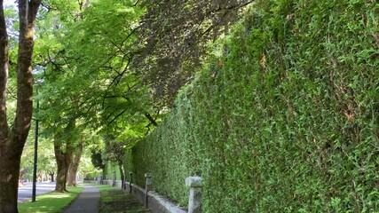 Wall Mural - Green fence built from trees. Outdoor landscape. Security and privacy concept. Vancouver. Canada.