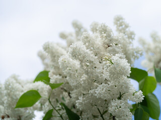 Lilac flower bloom. Spring. Background for spring card.