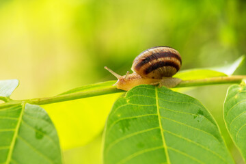 Close up photography of snail in nature.