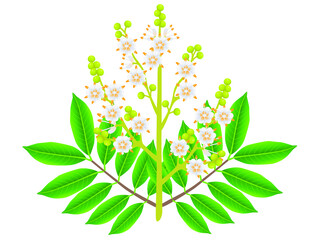 Wall Mural - longan flowers with leaves isolated on white background.