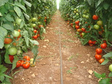 Red And Green Truss Tomatoes In A Greenhouse