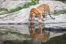 Bengal Tiger Indian Tiger  Drinking Water Near Forest Stream In Its Natural Habitat At Sundarbans Forest. Subspecies In Asia Is Listed As Endangered. Biggest Wild Cat In Indian Wildlife National Park