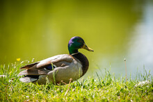 Duck On The Shore Of Pond