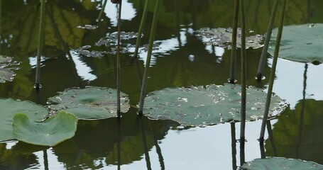 Sticker - Lotus flower plant in water pond