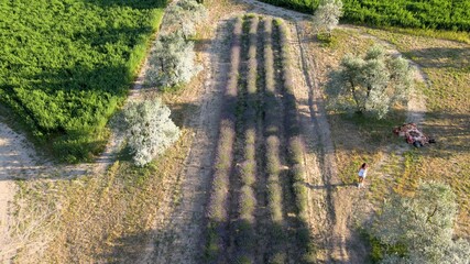 Wall Mural - Lavender meadows in open countryside. Amazing aerial view in summer season