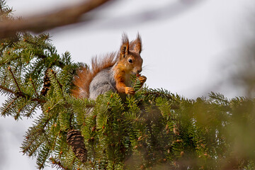 squirrel on a tree