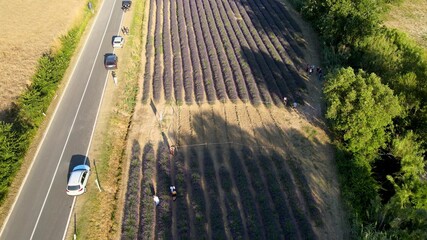 Wall Mural - Lavender meadows in open countryside. Amazing aerial view in summer season