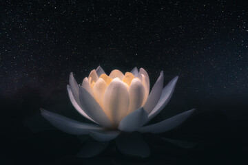 white lotus flower illuminated at night with stars