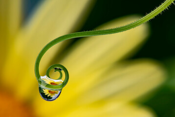 Wall Mural - flower with dew drops - macro photography