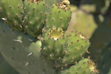 Green Prickly Pears Cactus Close Up