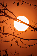 Silhouette of tree in sunset with big sun