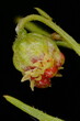 Tarragon (Artemisia dracunculus). Capitulum Closeup