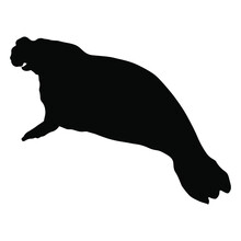 Isolated Vector Illustration. Silhouette Of A Southern Elephant Seal. (Mirounga Leonina).
