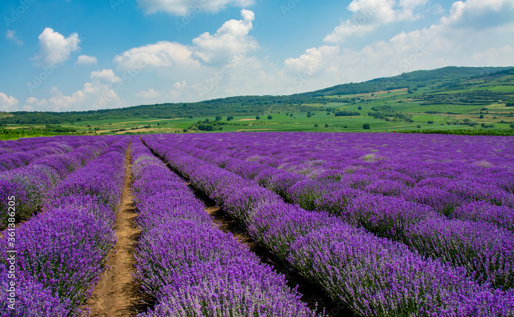 landscape with a flowering lavender culture - obrazy, fototapety, plakaty 