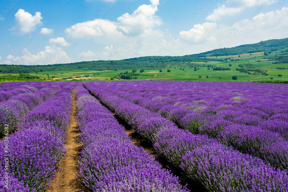 a beautiful landscape with a lavender field - obrazy, fototapety, plakaty 