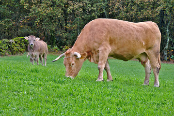 Brown cow, Galician veal grazing grass con bosque de fondo