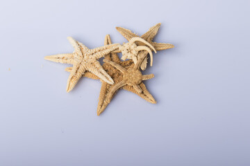 Close up of a set of Starfishes isolated on white background with reflection for science