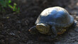 © chermit - The turtle poked its head out from under its shell and took the first step forward ...