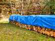Pile of acacia, chestnut and oak logs in a woodland clearing and covered in tarpaulin to keep them dry