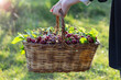 © emerald_media - organic, drug-free and natural fresh cherry harvest from the manufacturer