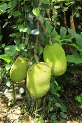 Wall Mural - Fresh ripe jack fruit isolated on jack tree