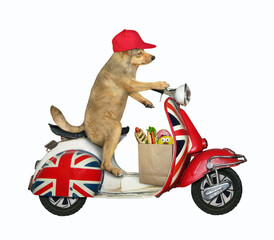 Wall Mural - The beige dog in a red cap with a paper bag with groceries is riding an english moped. White background. Isolated.