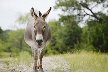 Mini Donkey Walking Through Texas Nature On Farm.