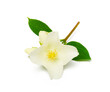 Jasmine flower with leaves on a white background