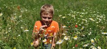 Sremska Mitrovica, Serbia. June 30, 2020, A Happy Boy With Blond Hair Sits On The Lawn And Sniffs Wildflowers. The Child Looks Down And Smiles. Daisies, Yarrows And Green Grass Grow On The Field.