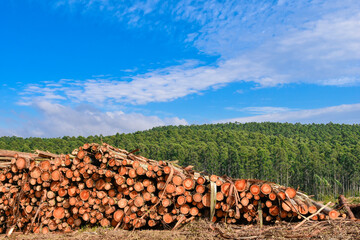 Wall Mural - Wood Pile Eucalyptus Logging