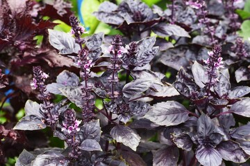 Poster - Dark opal basil is a Lamiaceae pernnial plant. It is a healthy herb used in salads.