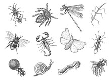Insects Bugs Beetles And Bees Many Species In Vintage Old Hand Drawn Style Engraved Illustration Woodcut.