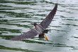 Green Heron in Flight with Wings Spread out Flying through a South Florida Lake.