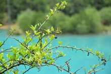 Wild Plant With A Blue Berry Near The Blue Lake